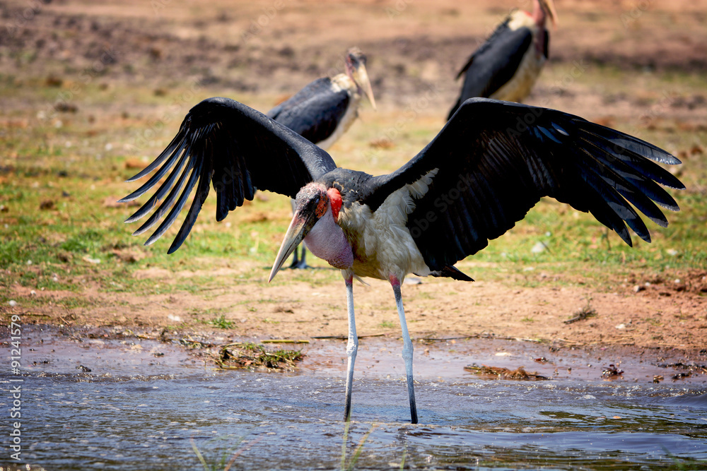 Fototapeta premium Marabou, Chobe national park, Botswana