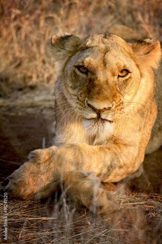 Fototapeta Naklejka Na Ścianę i Meble -  Young lioness, Zimbabwe