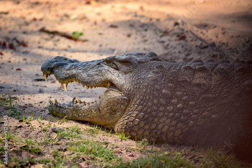 Crocodile, Chobe national park, Botswana