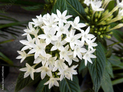 Pentas lanceolata