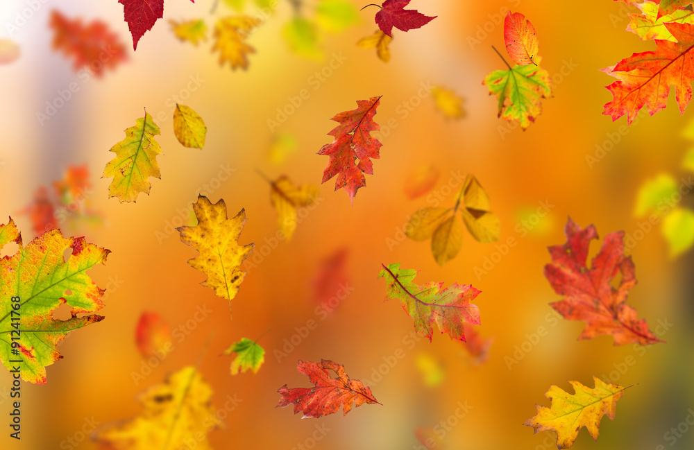 Colorful autumnal background with leaves Colorful autumnal background with leaves