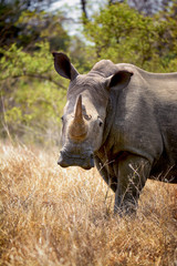 Fototapete Nashorn Ein wildes Nashorn im afrikanischen Busch  © alexfarlander