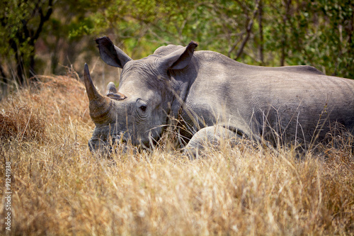 A white rhino in the African savanna © alexpermyakov