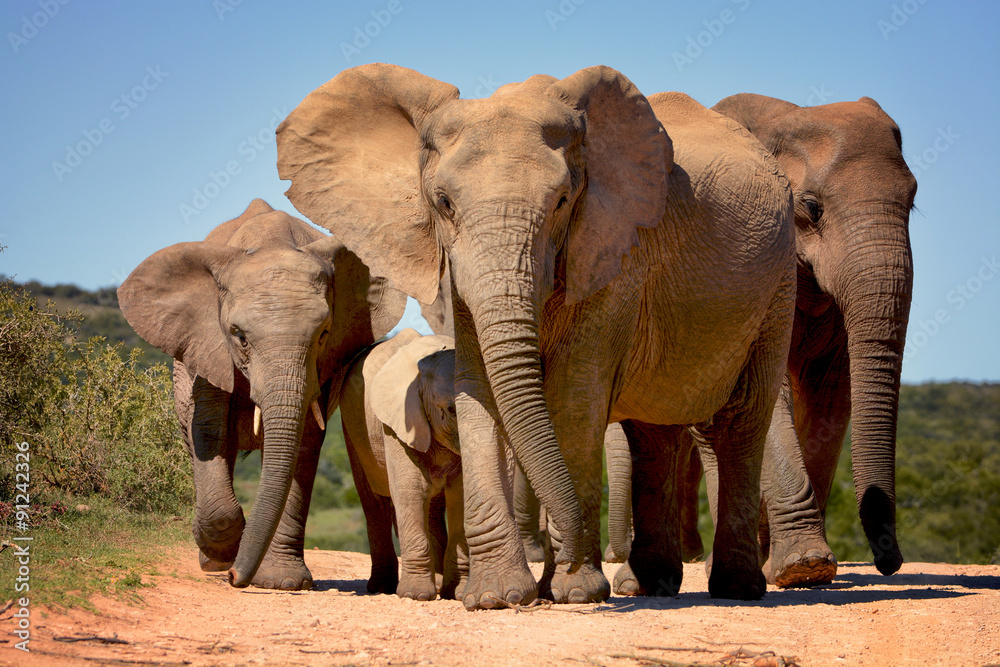 Fototapeta premium Elephants walking in Addo Elephant national park, South Africa