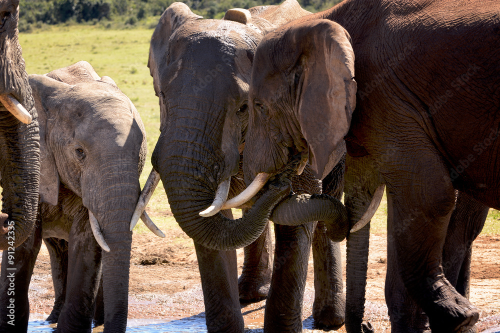 Fototapeta premium Elephant family in Addo Elephant national park, South Africa