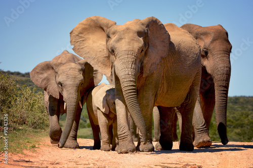 Elephants walking in Addo Elephant national park, South Africa photo