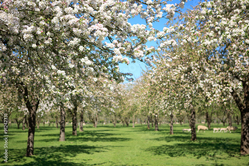 Beautiful orchard in blossom, Somerset, UK