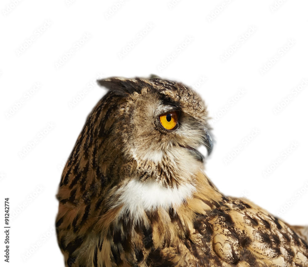 Fototapeta premium Eagle owl isolated on white looking right