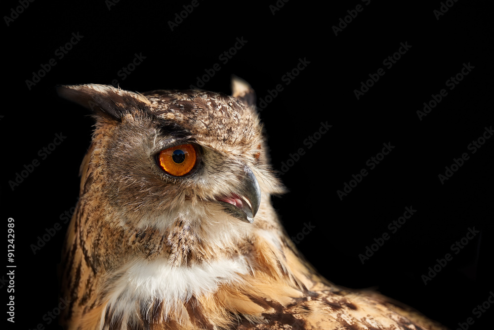 Fototapeta premium Eagle owl isolated on black looking right
