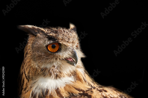 Eagle owl isolated on black looking right