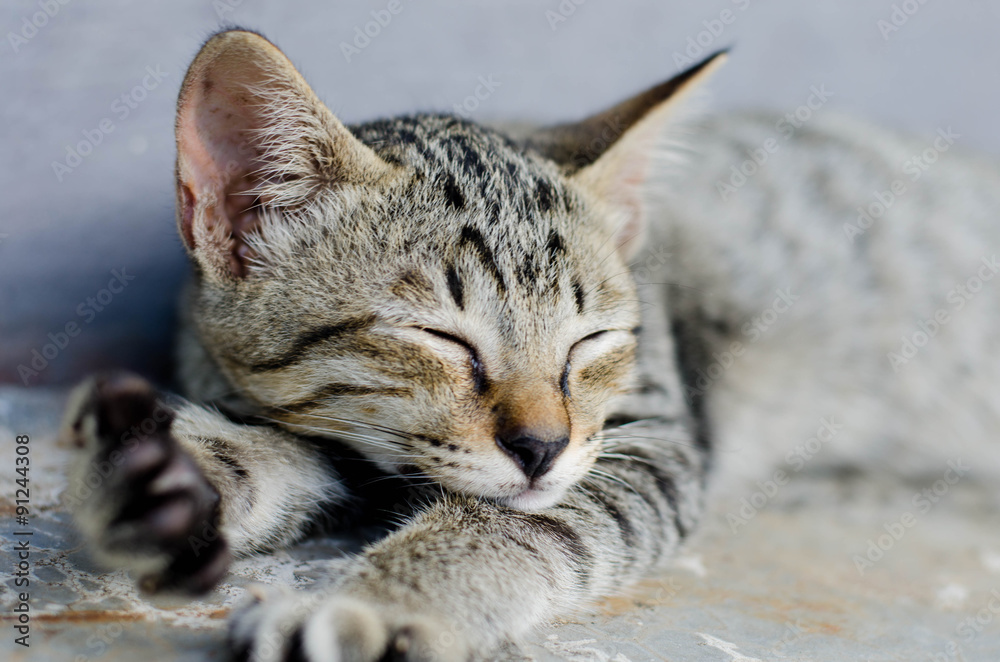 Small Kitty sleep Small Kitty sleep