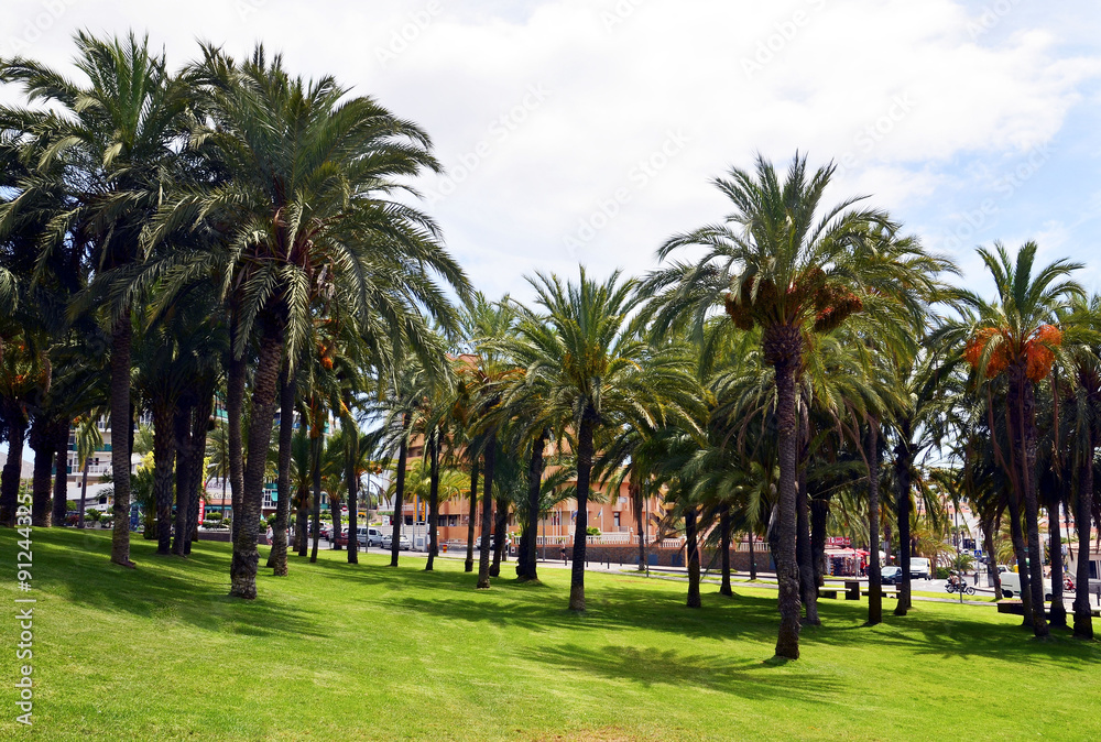 Palm trees in the park in Tenerife,Canary Islands.