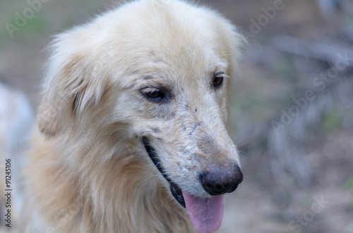 Dog Golden Retriever © oatpixels