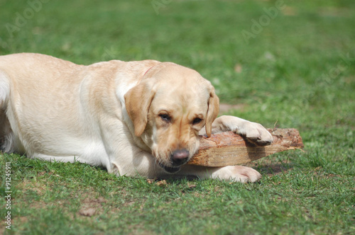 Labrador dog taking a rest and playing on the yard