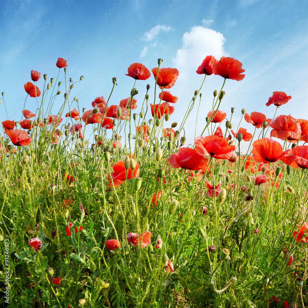 Naklejka premium red poppies on green field
