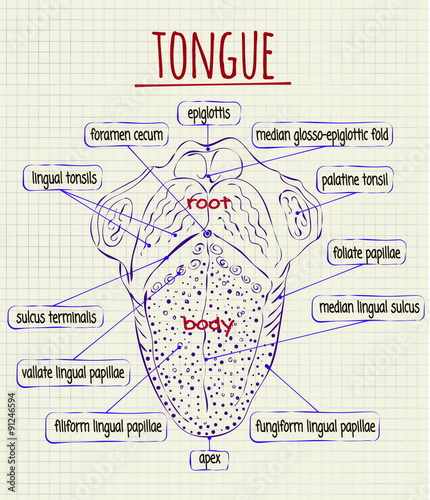 diagram of the anatomy of human tongue