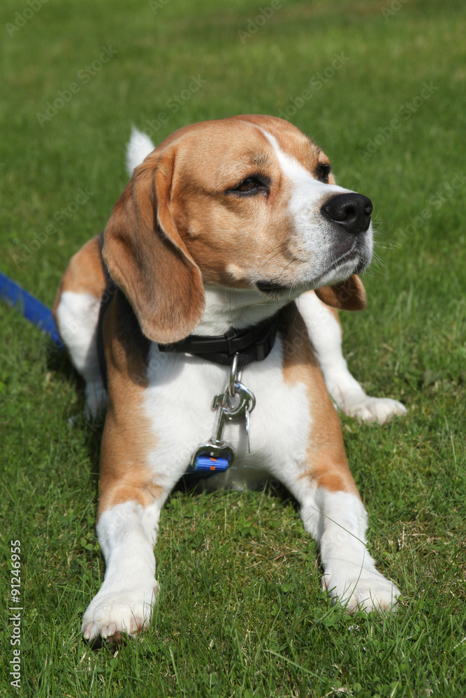 Beagle Beagle