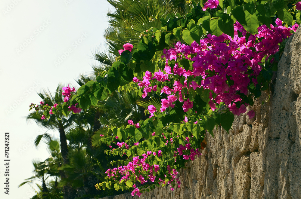 Bougainvillea flowers on stone wall in tropical garden.