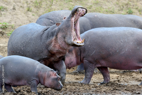 Hippo family