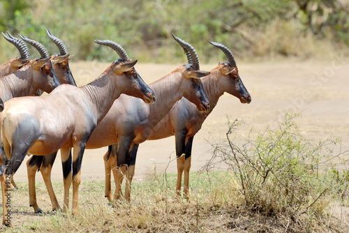 Topi Antelope photo