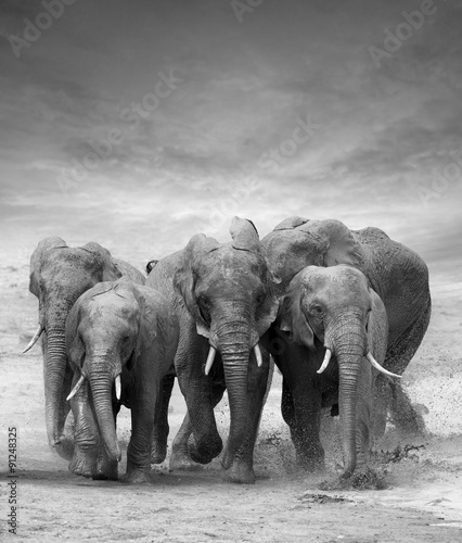 Plakat Słonie w galopie