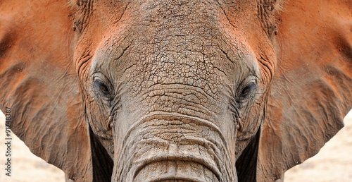 Elephant photo