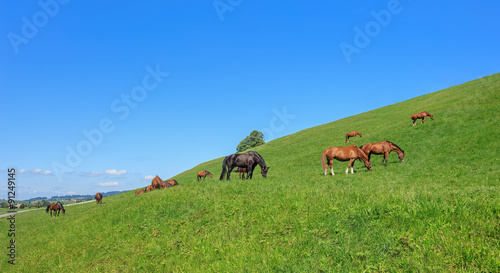 Swiss Warmblood Horses in Einsiedeln, Switzerland