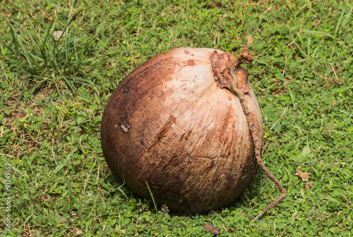 dry coconut photo