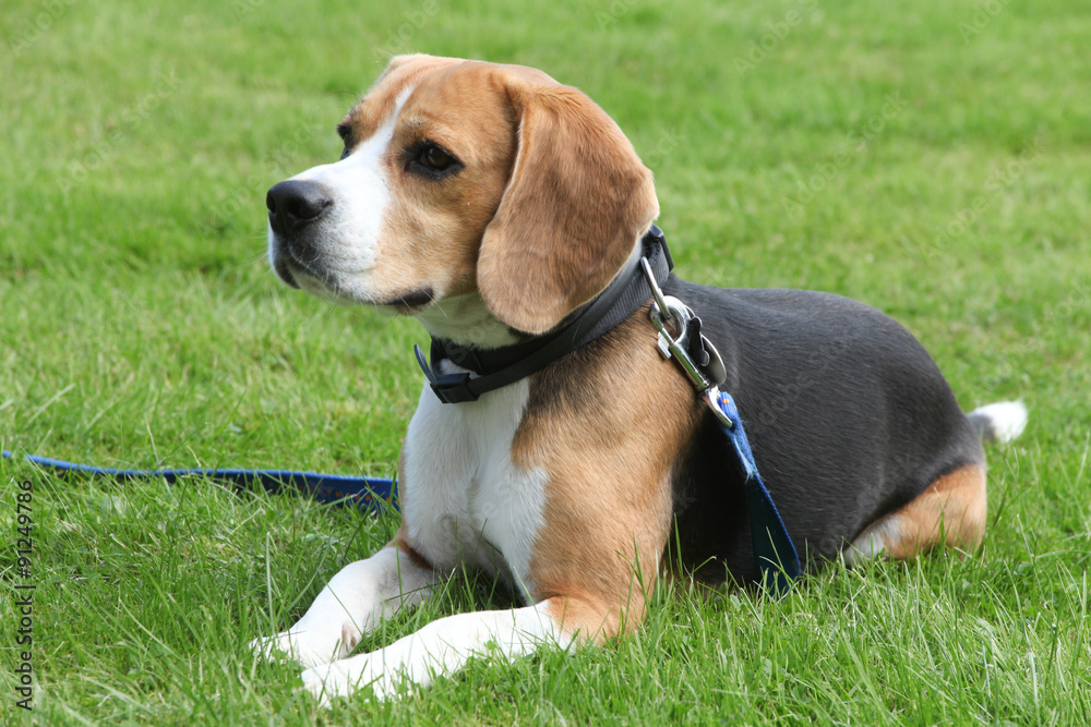 Beagle