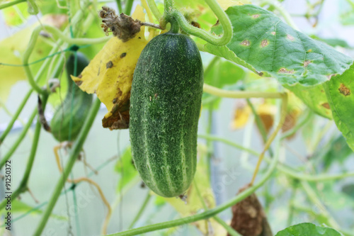 Cucumber in the greenhouse in the summer