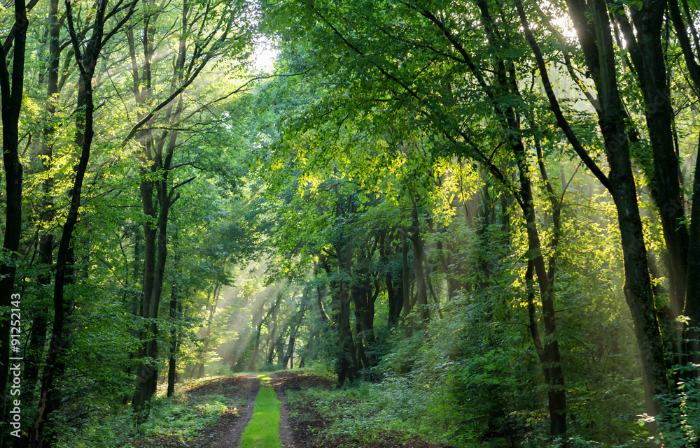 Fototapeta premium forest