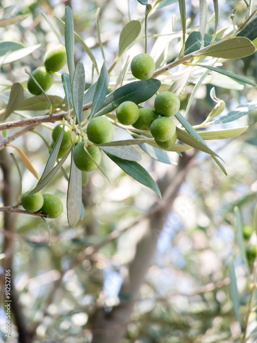 bunch of green olives on twigs with leafs