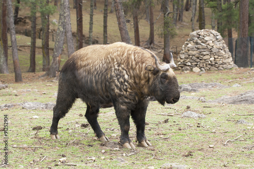 Takin, Bhutan's national animal