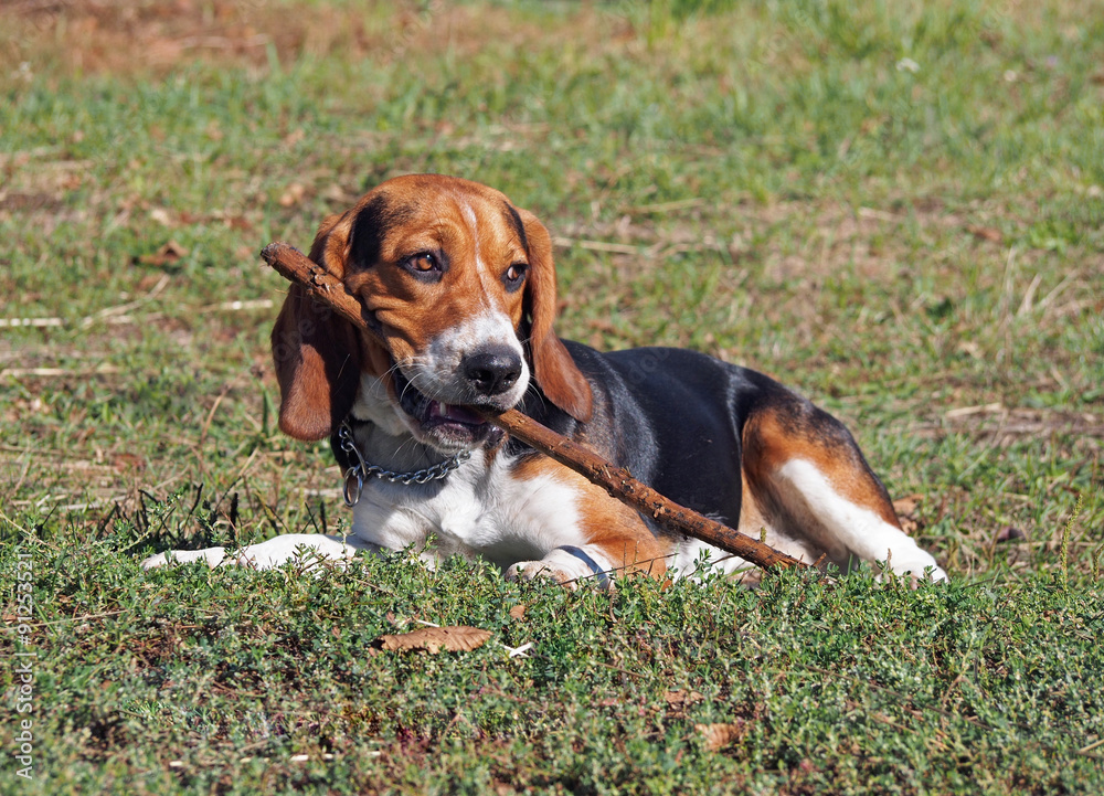Puppy of breed of beagle lay on a  green lawn