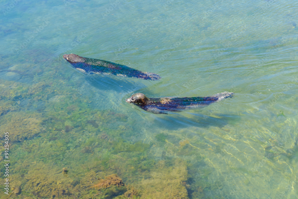 Fototapeta premium seals floating in the water