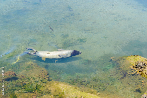 seals floating in the water