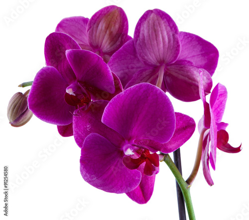 violet flower of orchid isolated on white background