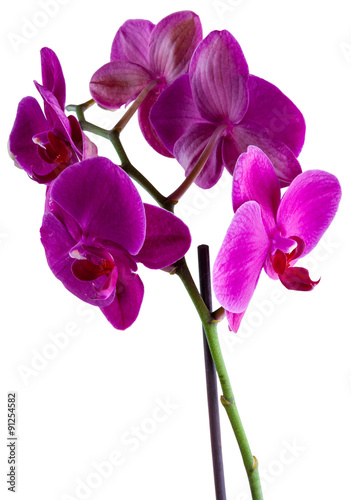 violet flower of orchid isolated on white background