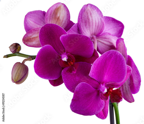 violet flower of orchid isolated on white background