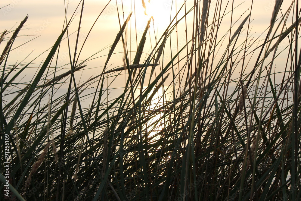 Beach grass in the dunes of Lokken, denmark. Sunset at the North sea.