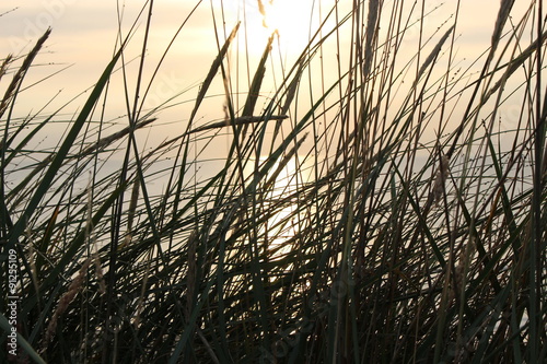 Beach grass in the dunes of Lokken  denmark. Sunset at the North sea.