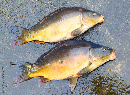 Fototapeta Naklejka Na Ścianę i Meble -  Fishing catch. The Common Carp ( Cyprinus Carpio ). In Central Europe ( Poland and Czech Republic ), fish is a traditional part of a Christmas Eve dinner. 