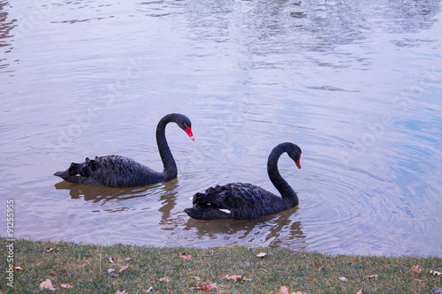 Couple of loving black swans are swiming on the lake. 