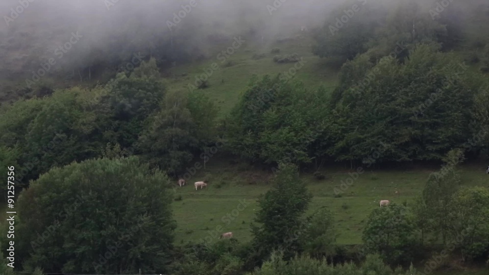 Meadow moving fog and cows eating the evening. Meadow moving fog and cows eating the evening.