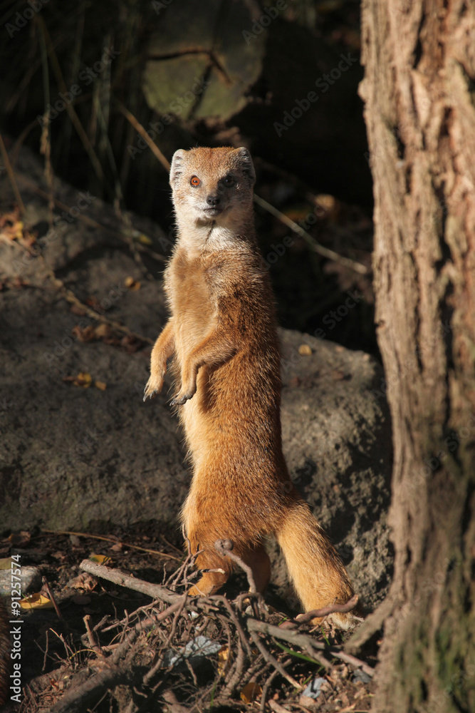 Fototapeta premium Yellow mongoose (Cynictis penicillata).