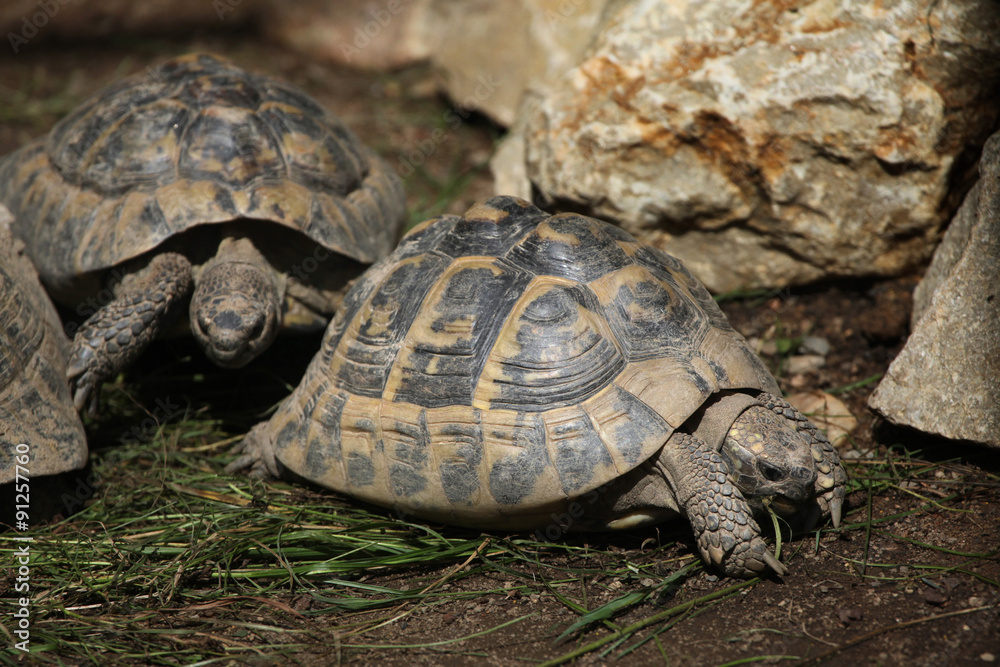 Eastern Hermann's tortoise (Testudo hermanni boettgeri). Eastern Hermann's tortoise (Testudo hermanni boettgeri).