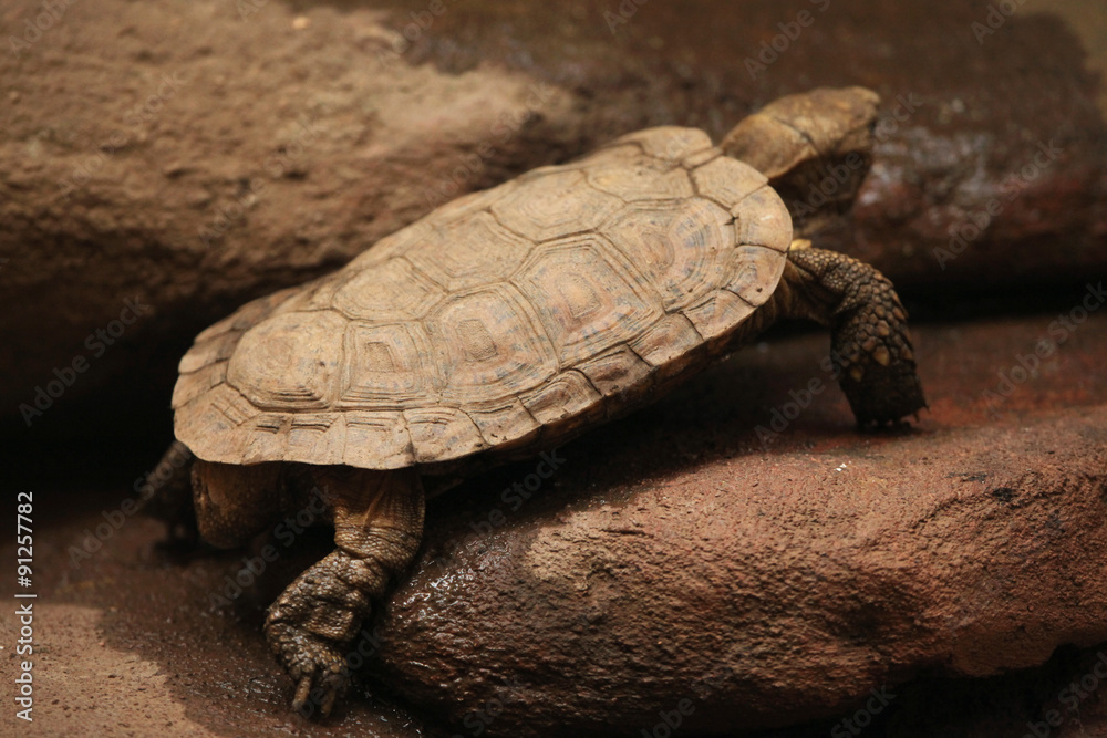 Obraz premium Pancake tortoise (Malacochersus tornieri).