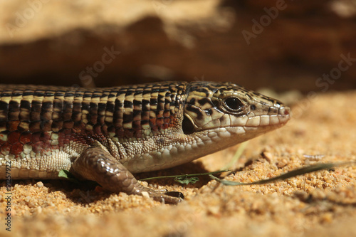 Karsten's zonosaur (Zonosaurus karsteni). photo