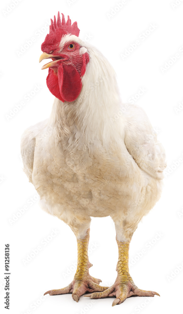 Fototapeta premium White cock.