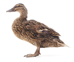 Wild duck.